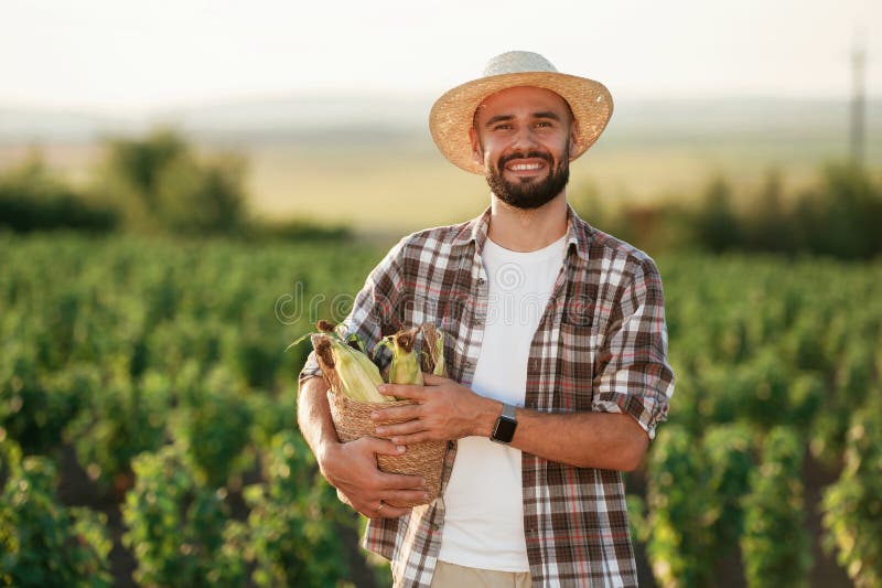 Produs finit. Porumb în mâini. Fermierul este pe terenul agricol stock photos