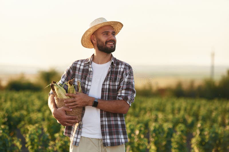 Produs finit. Porumb în mâini. Fermierul este pe terenul agricol royalty free stock image