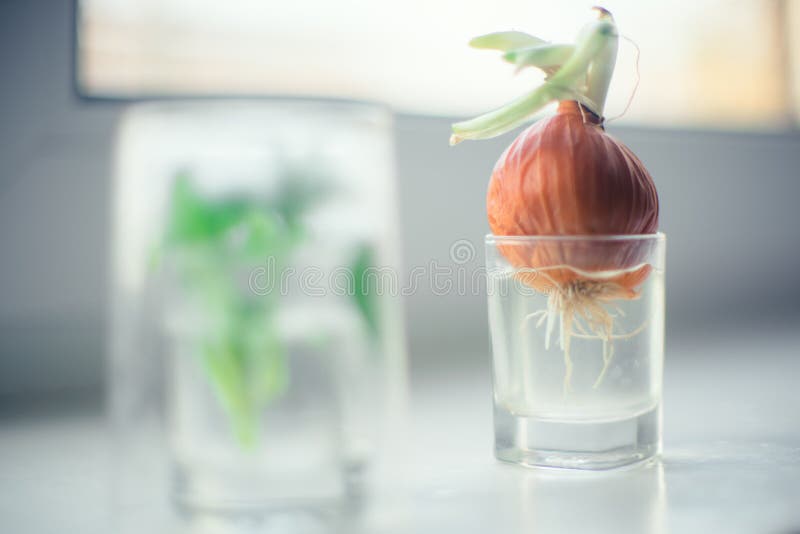 Produzca las cebollas en agua en un pequeño vidrio en el alféizar fotos de archivo libres de regalías Produzca las cebollas en agua en un pequeño vidrio en el alféizar fotos de archivo libres de regalías
