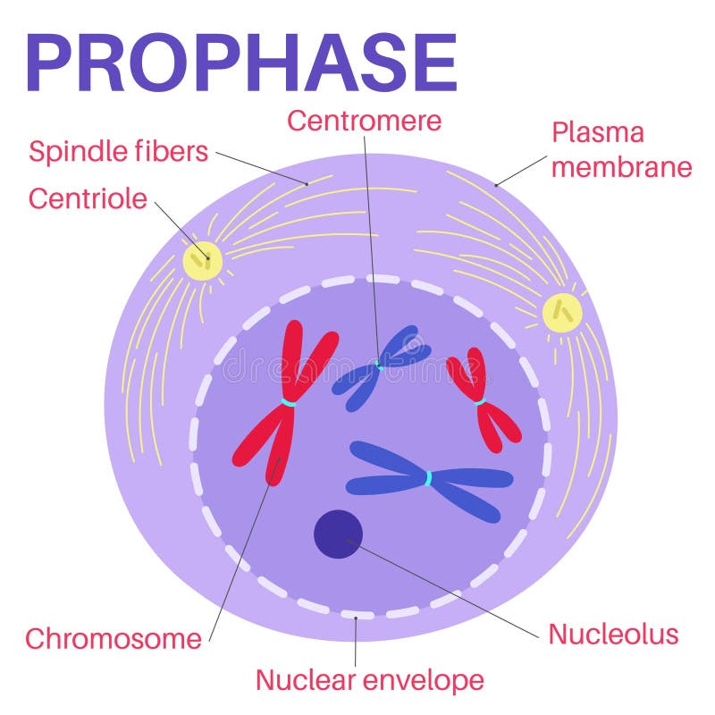 Profase é O Primeiro Estágio Da Divisão Celular. Ilustração do Vetor ... Biology Diagrams