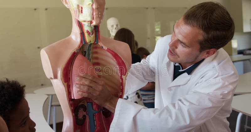 Profesor masculino enseñando anatomía humana en clase
