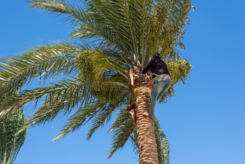 professional cutting back palm tree man working top pruning leaves helping himself well used rope cleaning 235833681