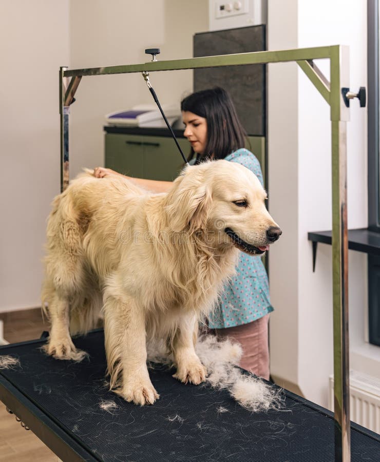 How Much to Tip a Dog Groomer? - NerdWallet