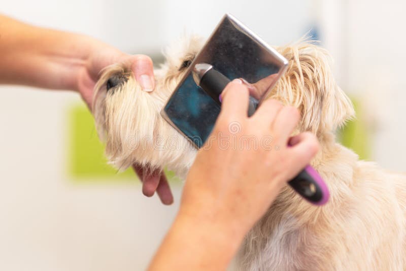 Professional Groomer Combing the Dog`s Hair with a Comb. Stock Photo Image of combing, hair