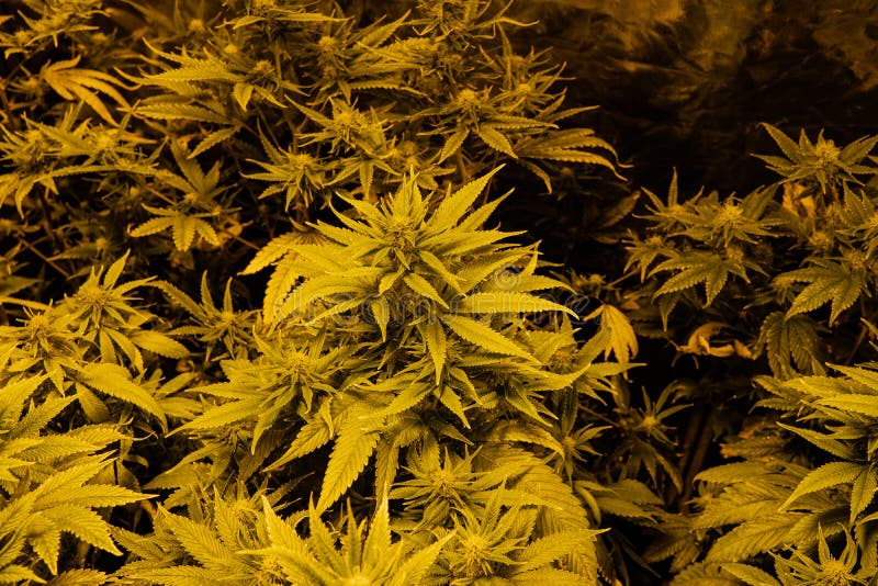 THC and CBD levels in Badazz Cheese strain