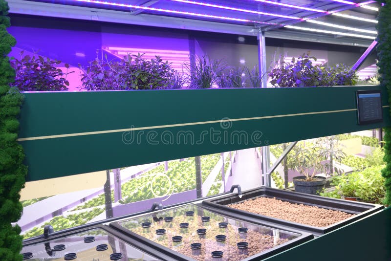 Professional Hydroponics Setup Working. LED Lamps Lighting, Plants