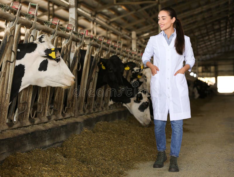 Professional Veterinarian and Cows on Farm. Animal Husbandry Stock Photo - Image of black, house: 212162852 Professional Veterinarian and Cows on Farm. Animal Husbandry Stock Photo - Image of black, house: 212162852