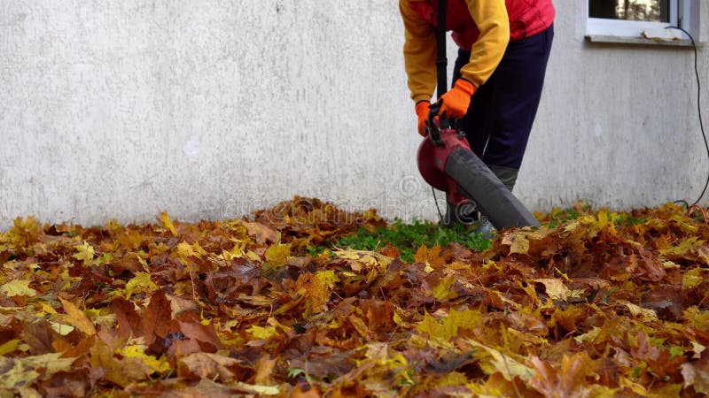 Professional worker guy cleaning colorful autumn leaves in garden.