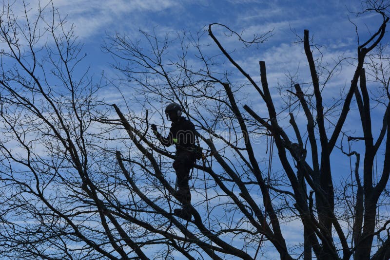 Timber worker climbing on a tree for cutting