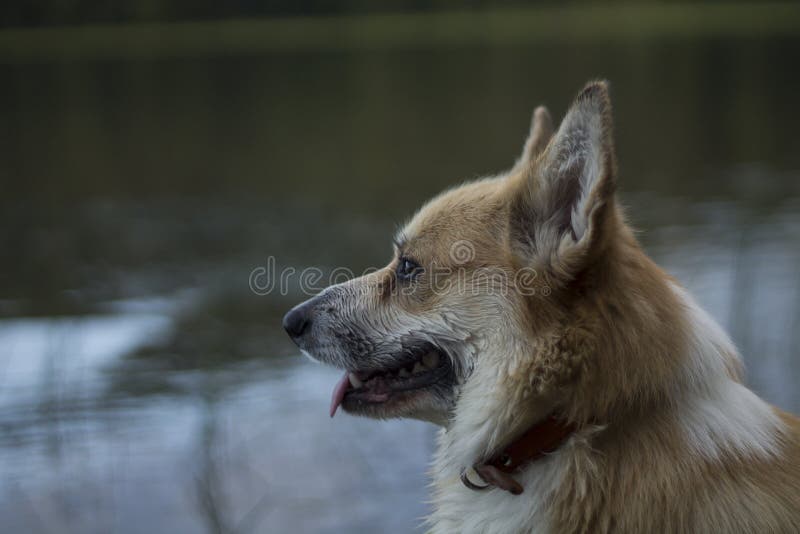 Profiel van Welse Corgi Pembroke royalty-vrije stock foto Profiel van Welse Corgi Pembroke royalty-vrije stock foto