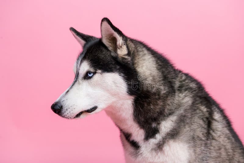 Profile side portrait of cute alaskan malamute look empty space wait for pet shop treats isolated on pastel color background. Profile side portrait of cute alaskan malamute look empty space wait for pet shop treats isolated on pastel color background.