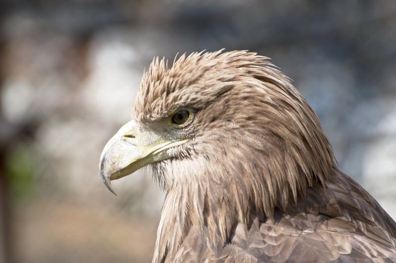Profil d'aigle de Brown photographie stock libre de droits Profil d'aigle de Brown photographie stock libre de droits
