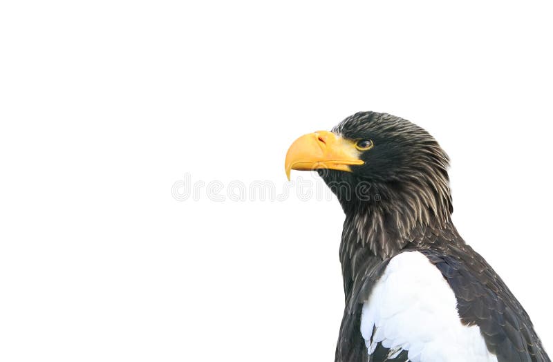 Profil d'un oiseau un aigle avec un grand bec sur un blanc photo stock Profil d'un oiseau un aigle avec un grand bec sur un blanc photo stock