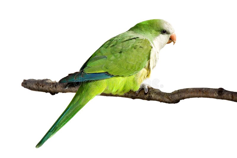 Profil d'un perroquet de moine au repos Profil d'un perroquet de moine au repos