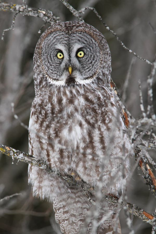 Profil de hibou de gris grand photos stock Profil de hibou de gris grand photos stock