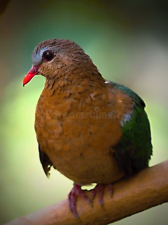 Profil Principal Doiseau Avec Des Couleurs Multicolores Et
