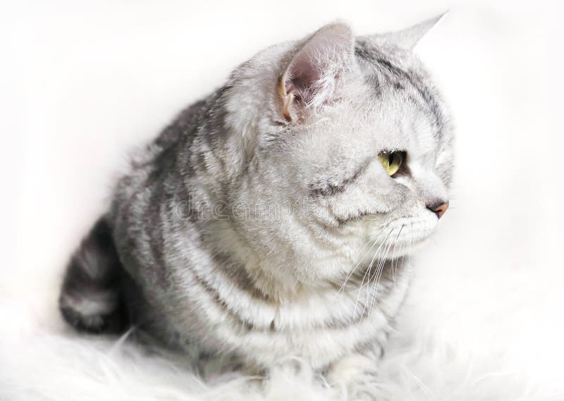 Profil tigré rayé de chinchilla de chat Portrait d'un chat avec g photographie stock Profil tigré rayé de chinchilla de chat Portrait d'un chat avec g photographie stock