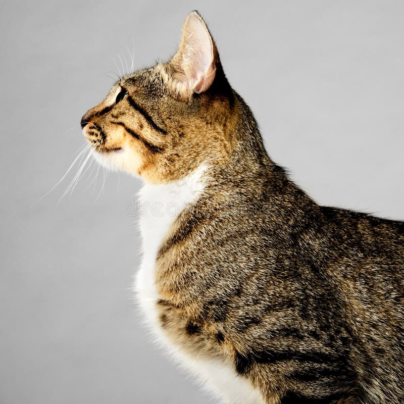 Profil von jungem Brown Tabby Cat auf Gray Background stockfotografie Profil von jungem Brown Tabby Cat auf Gray Background stockfotografie