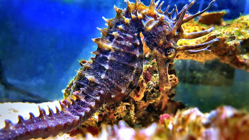 Profil von Mittelmeerseahorse im Salzwasseraquariumbehälter - Hippokamp guttulatus lizenzfreie stockbilder Profil von Mittelmeerseahorse im Salzwasseraquariumbehälter - Hippokamp guttulatus lizenzfreie stockbilder