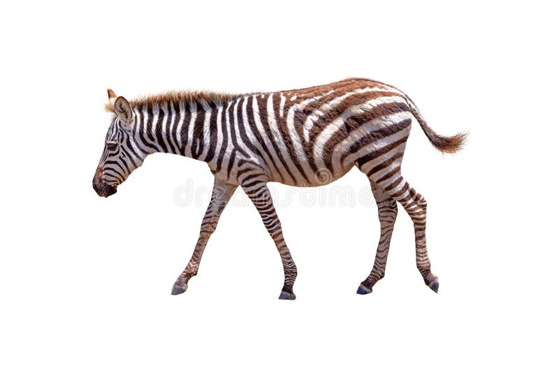 Zebra Png Stock Photos - Free & Royalty-Free Stock Photos from Dreamstime