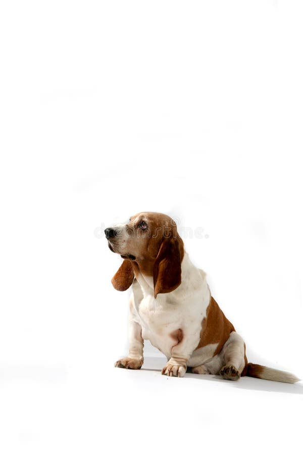 Profile of basset hound dog