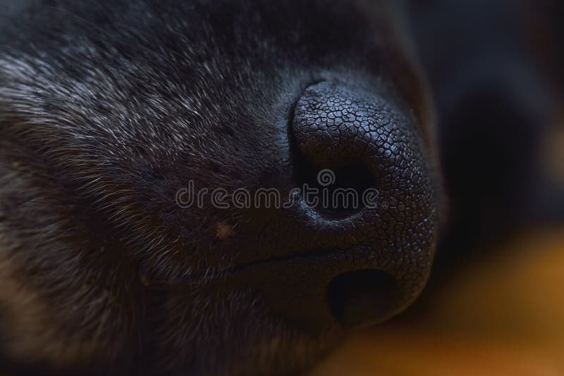 Profile black dog face and nose extreme close up royalty free stock photo