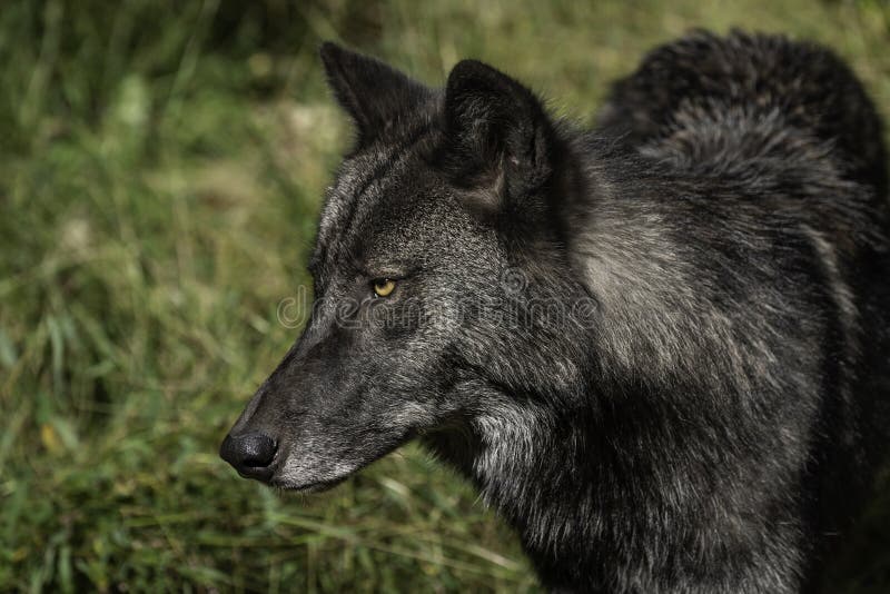 Black timber wolf stock photo. Image of wild, animal 12522578