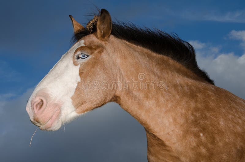 Profile of blue eyes horse head