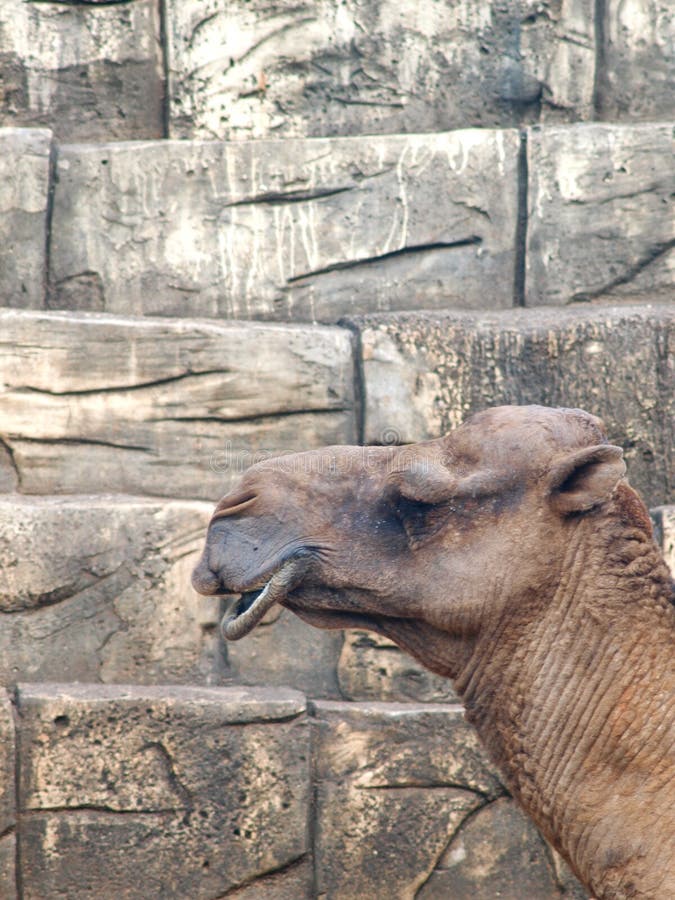 Profile of a Brown African Camel in a Zoo Stock Image - Image of ...