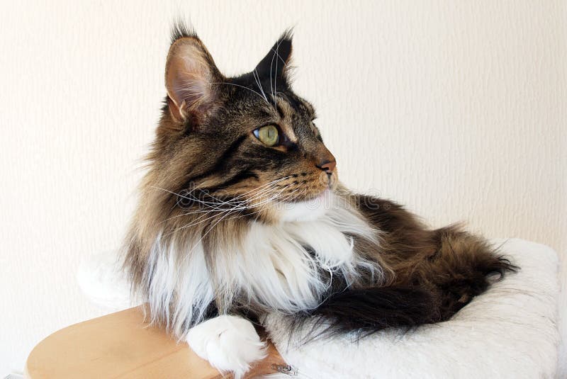 maine coon tabby white maine coon tabby white