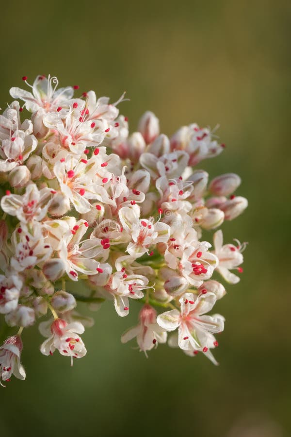 California Buckwheat Eriogonum Fasciculatum Wildflower Stock Photo