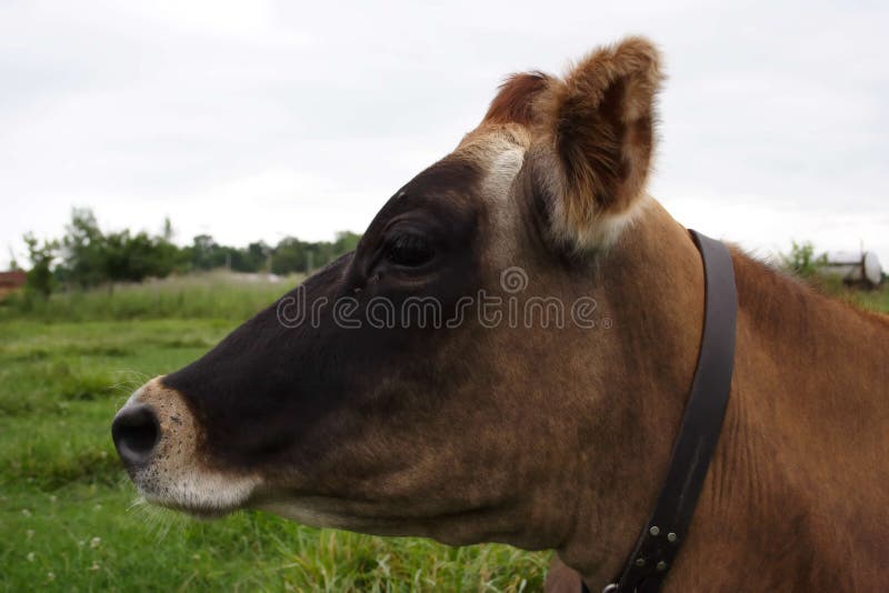 Profile of Cow