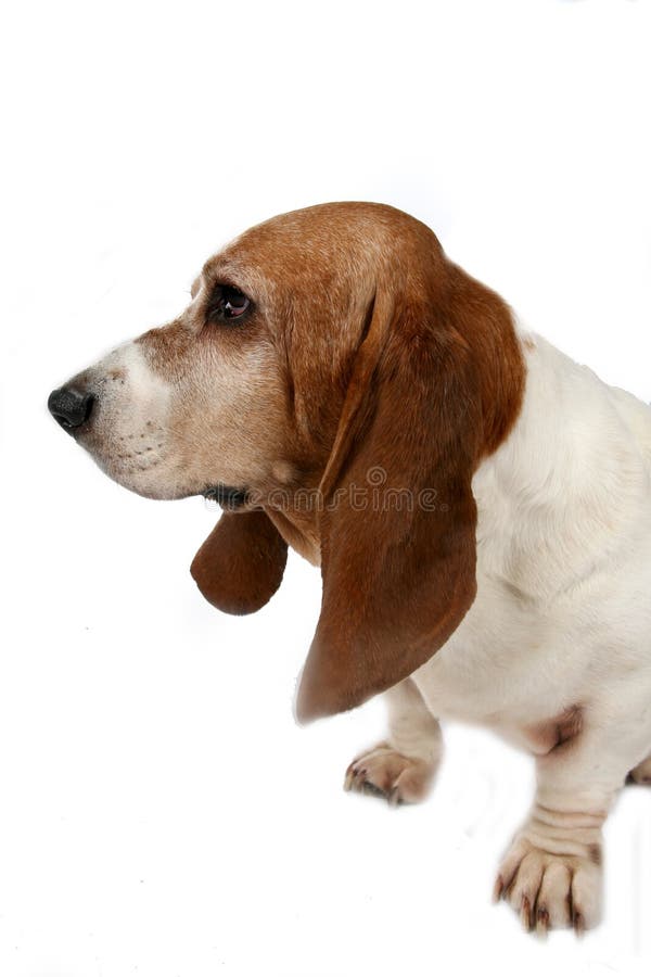 Profile of a basset hound dog's big nose and long ears. Profile of a basset hound dog's big nose and long ears