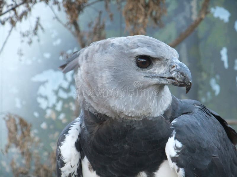 Profile of Harpy eagle.