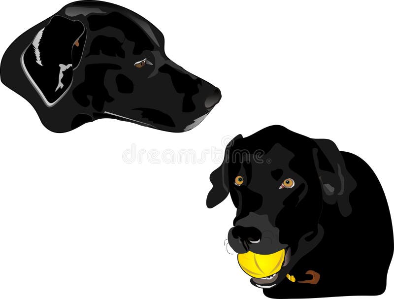 Profile illustration of Black Labrador retreivers