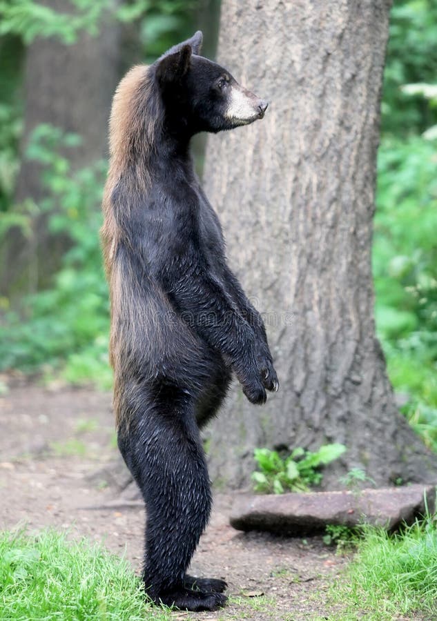 Alert American Black Bear