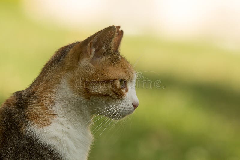 8 128 Ear Profile Photos Free Royalty Free Stock Photos From Dreamstime 8 128 Ear Profile Photos Free Royalty Free Stock Photos From Dreamstime