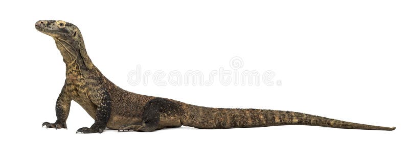 Profile of a Komodo Dragon isolated on white