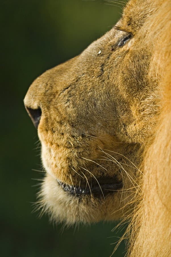 Profile of a male Lion