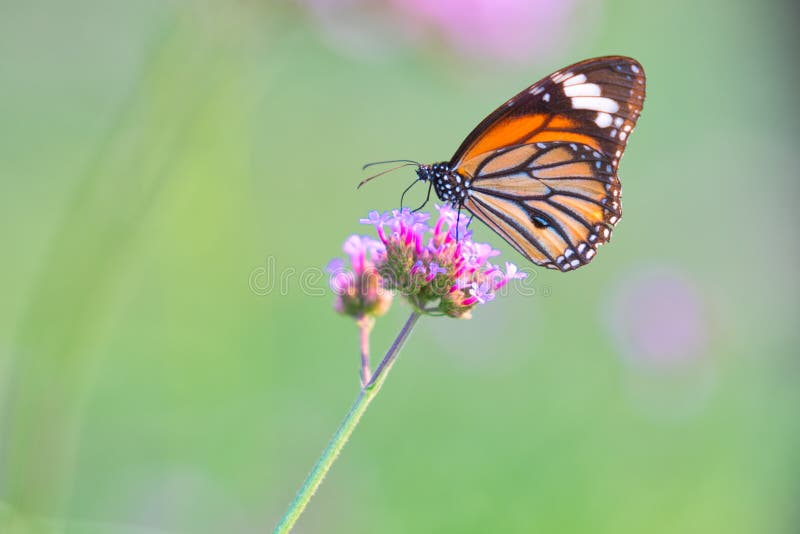 Butterfly on flowers royalty free stock images Butterfly on flowers royalty free stock images