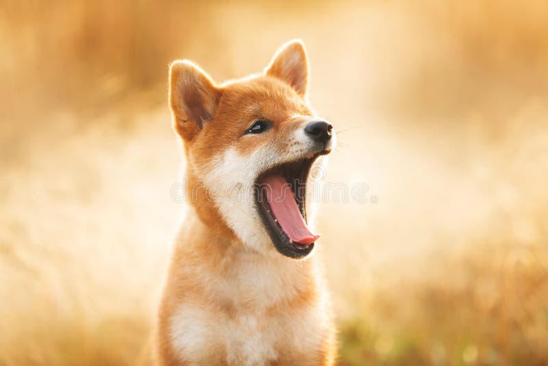 red fox shiba