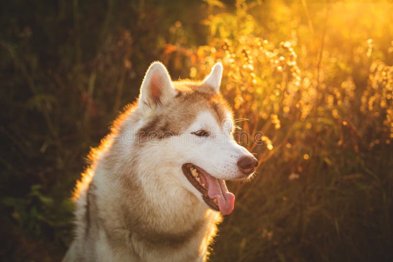 Profile Portrait of Gorgeous Beige and White Siberian Husky Dog Sitting ...