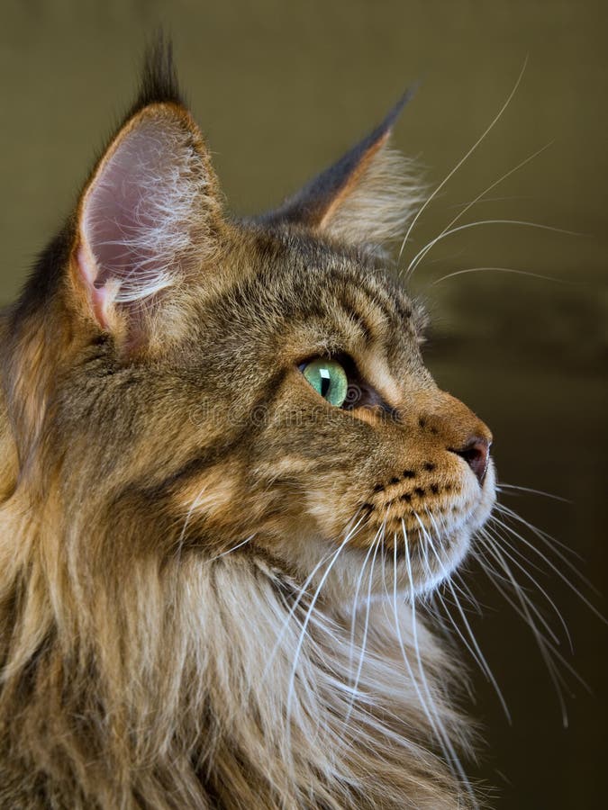 Profile portrait of Maine Coon cat