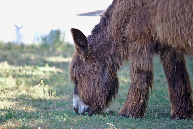 Profile portrait of Poitou donkey grazing royalty free stock image