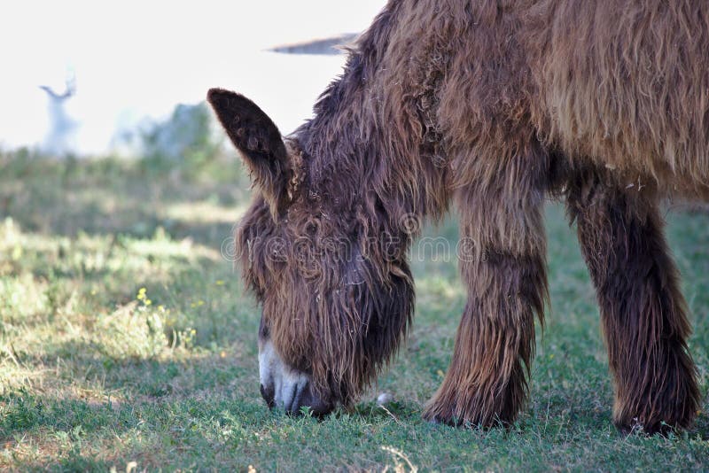Profile portrait of Poitou donkey grazing stock images
