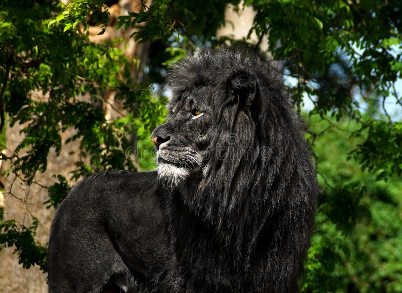 The Black Lion