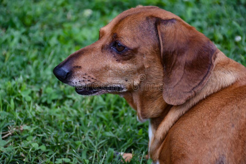 Profile Of Red Standard Sized Dachshund Dog Stock Image