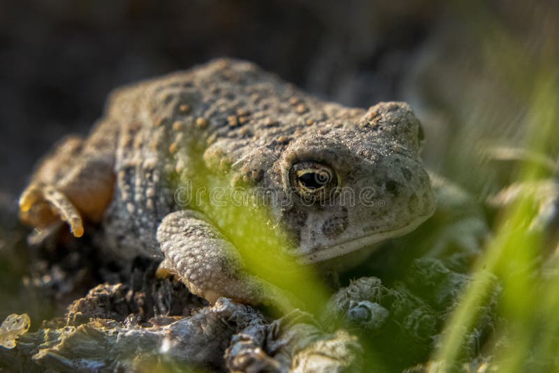 Profile of a very Small Toad royalty free stock images