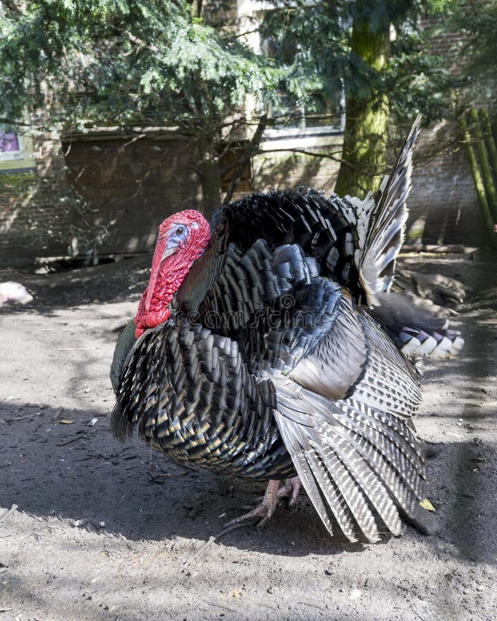 A profile view of a male turkey, the large bird in the genus Meleagris royalty free stock image