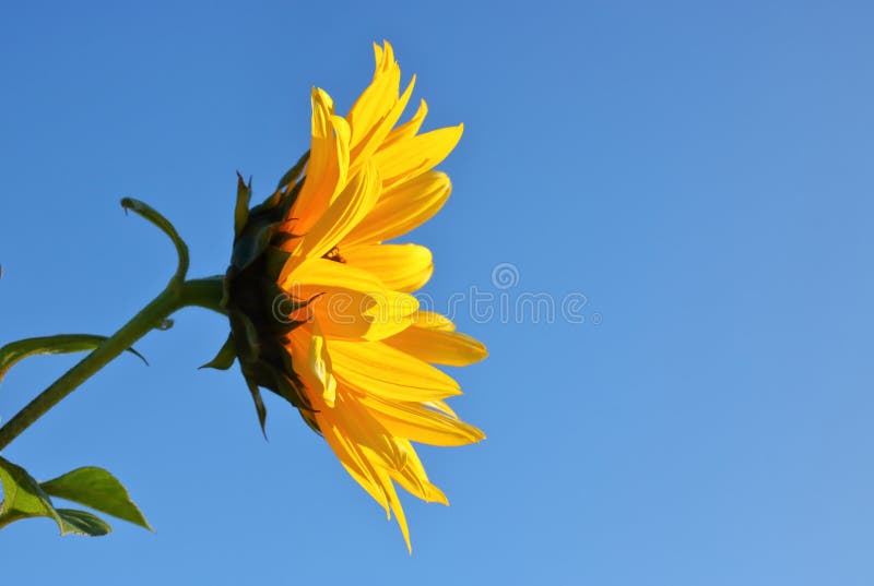 Profile Mini Sunflower stock photo. Image of sunlit - 100027936